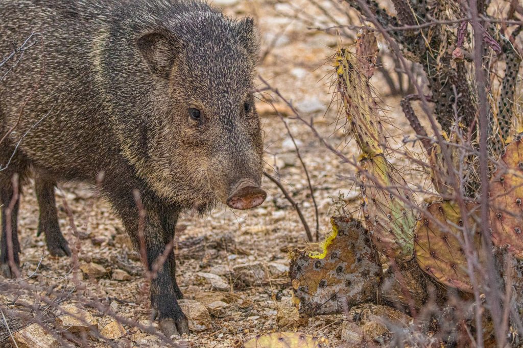 Arizona Golf Course Under Siege: Javelinas Wreak Havoc